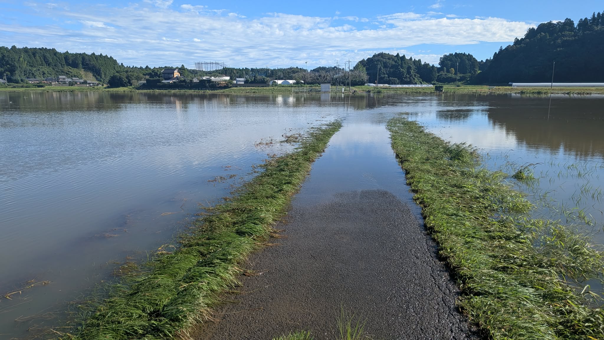 気候変動を予知したお米!恐るべし。(2026年9月)