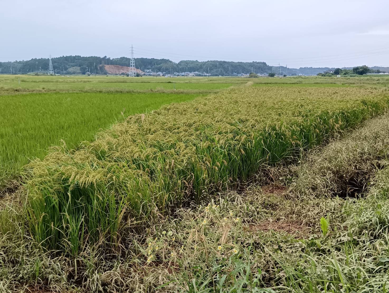 芝山自然栽培農学校は、2026年度を持って閉校します。